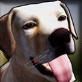 ģ3DϷֻ棨Dog Shelter 3D v2.0
