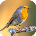 Robin Sounds App Download Free