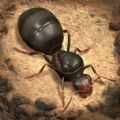 The Ants Underground Kingdom M