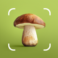 Mushroom ID Fungi Identifier
