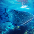The Whale Shark apk Download f