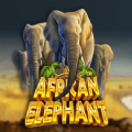 African Elephant Slot Apk Free Download  1.0