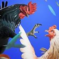 Rooster Fights apk