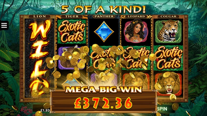 Exotic Cats slot apk download latest version  1.0.0 screenshot 4