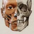 3D Anatomy for the Artist App for Android Download  6.0.0