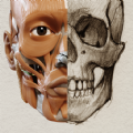 3D Anatomy for the Artist