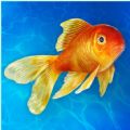 Aquarium Simulator Fish Life apk download for android  0.151