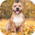 Pitbull Dog Wallpaper 4K Apk L