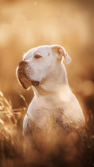 Pitbull Dog Wallpaper 4K Apk Latest VersionͼƬ1